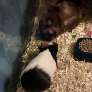 Meet your Posher, Emma